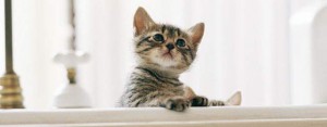 wallpaper-cute-cat-tn