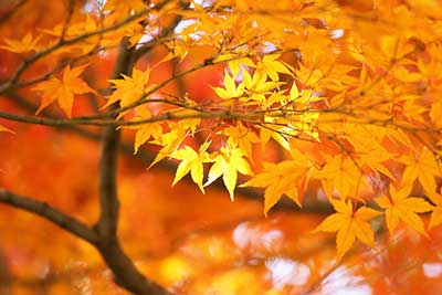 xautumn-leaves_00002_jpg_pagespeed_ic_ZPs5cJUdrB.jpg